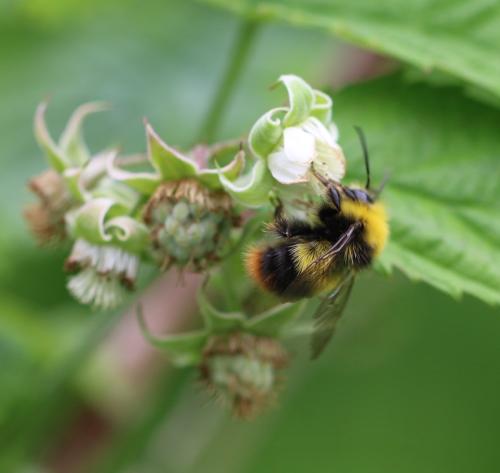 Bombus pratorum